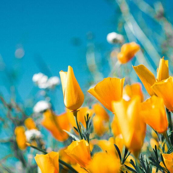 Easter Pairings and Full-Service Spring Catering in the Bay Area